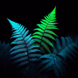Glowing Garden Landscaping - Glow Scapes Consult