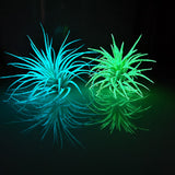 Glow Plant Multi Flora Arrangement