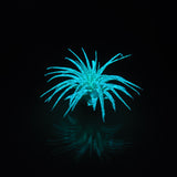 T. Ionantha Glow Plant - Blue
