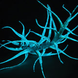 T. Albida Glow Plant - Blue