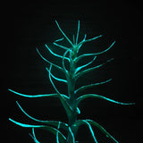 T. Albida Glow Plant - Blue