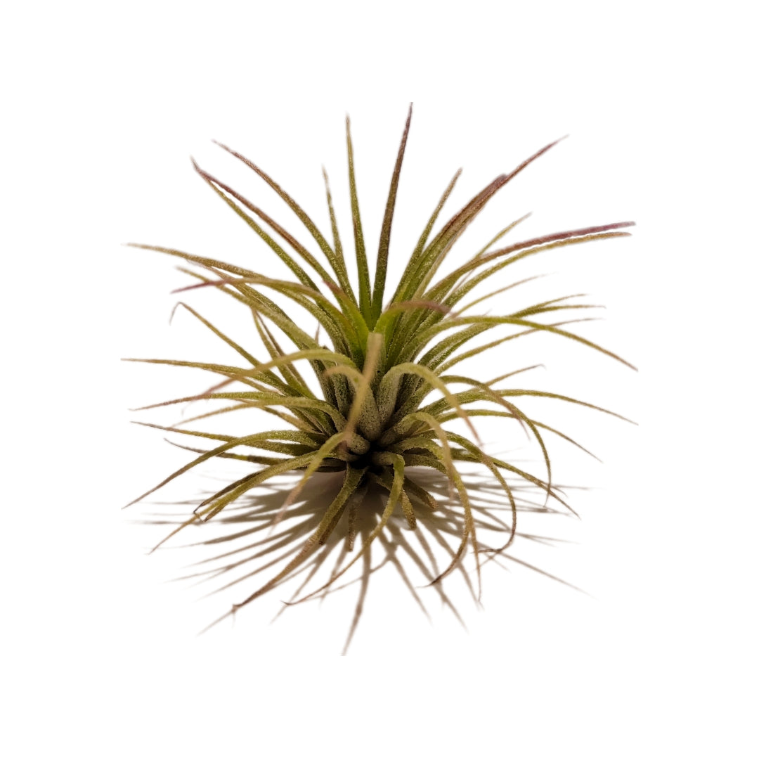 T. Ionantha Glow Plant - Blue – Glow Plant Inc.