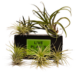 Glow Plant Multi Flora Arrangement