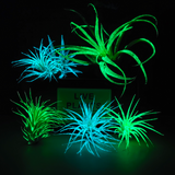 Glow Plant Multi Flora Arrangement