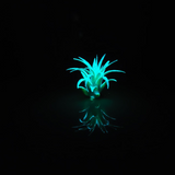 T. Ionantha Glow Plant - Blue