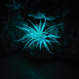 T. Ionantha Glow Plant - Blue
