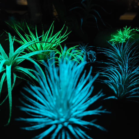Glow Plant Prototype Subscription