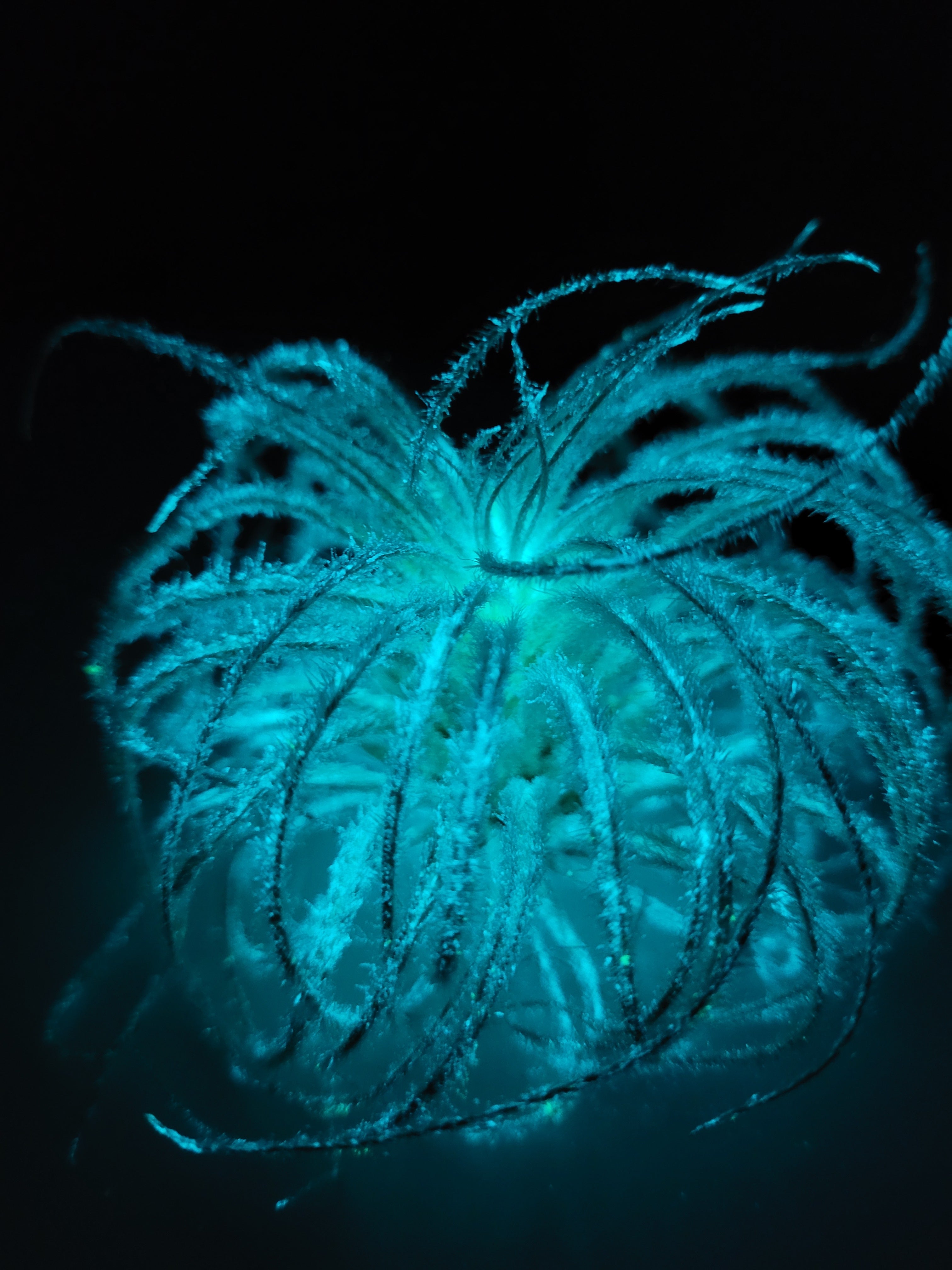 Glow Plant Inc.