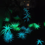 Glow Plant Prototype Subscription