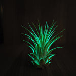 T. Ionantha Glow Plante - Vert