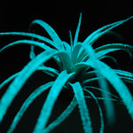T. Abdita Glow Plant - Blue