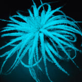 T. Tectorum Glow Plant - Blue