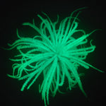 T. Tectorum Glow Plante - Vert
