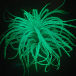 T. Tectorum Glow Plant - Green