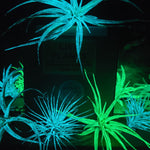 T. Abdita Glow Plante - Vert