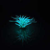 T. Ionantha Glow Plante - Bleu