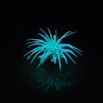 T. Ionantha Glow Plante - Bleu