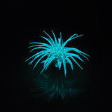 T. Ionantha Glow Plant - 블루