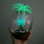 PyroPlanter - Bioluminescent Algae