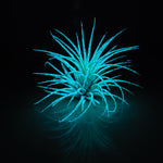 T. Ionantha Glow Plant - Blue