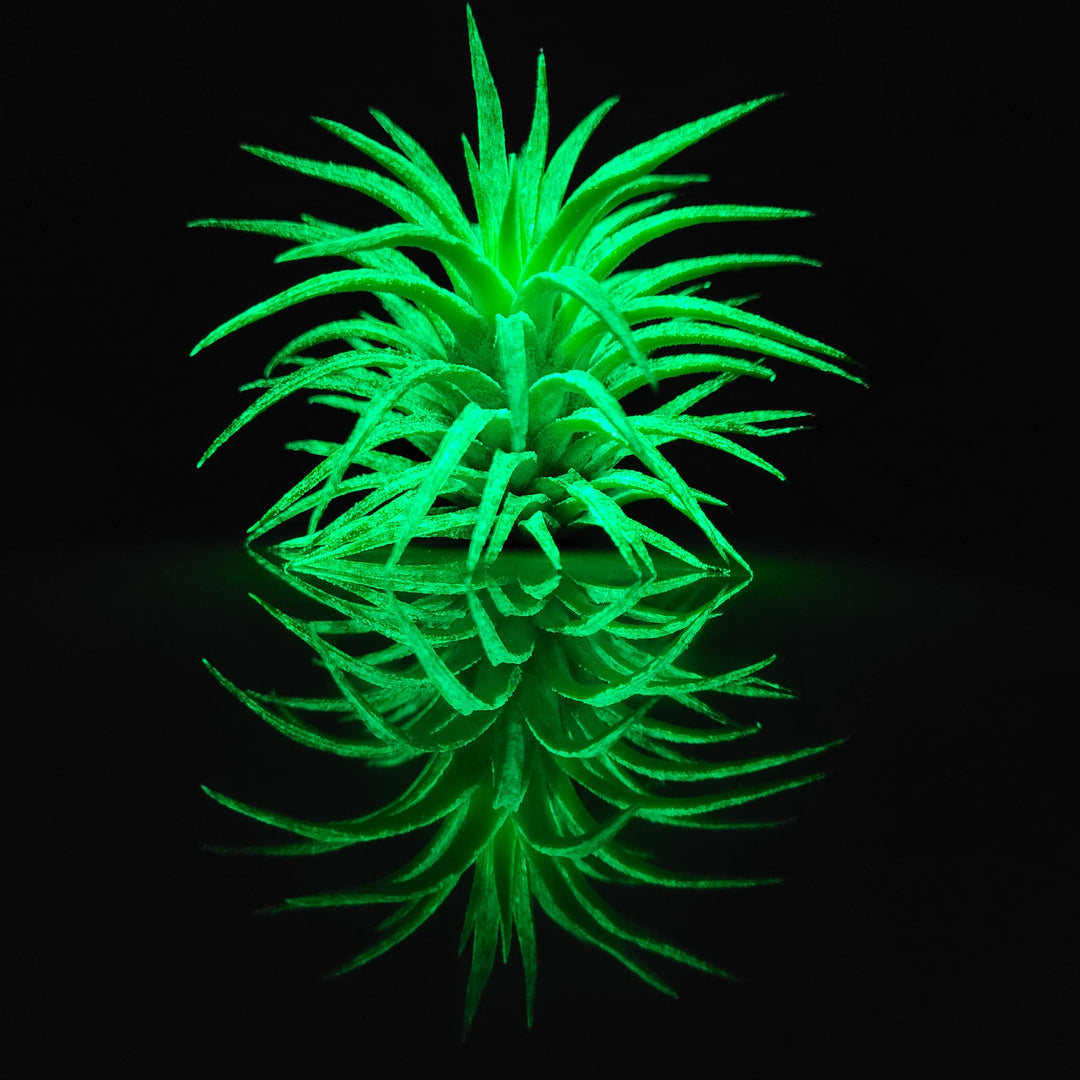 fan palm plant European Fan Palm