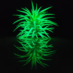 T. Ionantha Glow Plant - Green