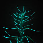 T. Albida Glow Plante - Bleu