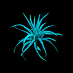 T. Abdita Glow Plante - Bleu