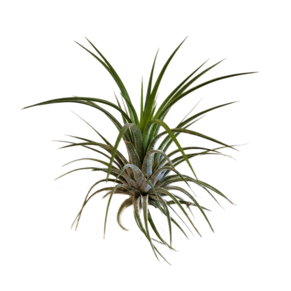 scientific name for air plants T. Ionantha Glow Plant