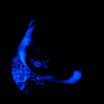 DinoLight - Algues bioluminescentes