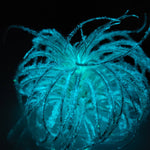 T. Tectorum Glow Plant - Blue