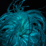 T. Tectorum Glow Plante - Bleu