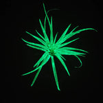 T. Abdita Glow Plante - Vert