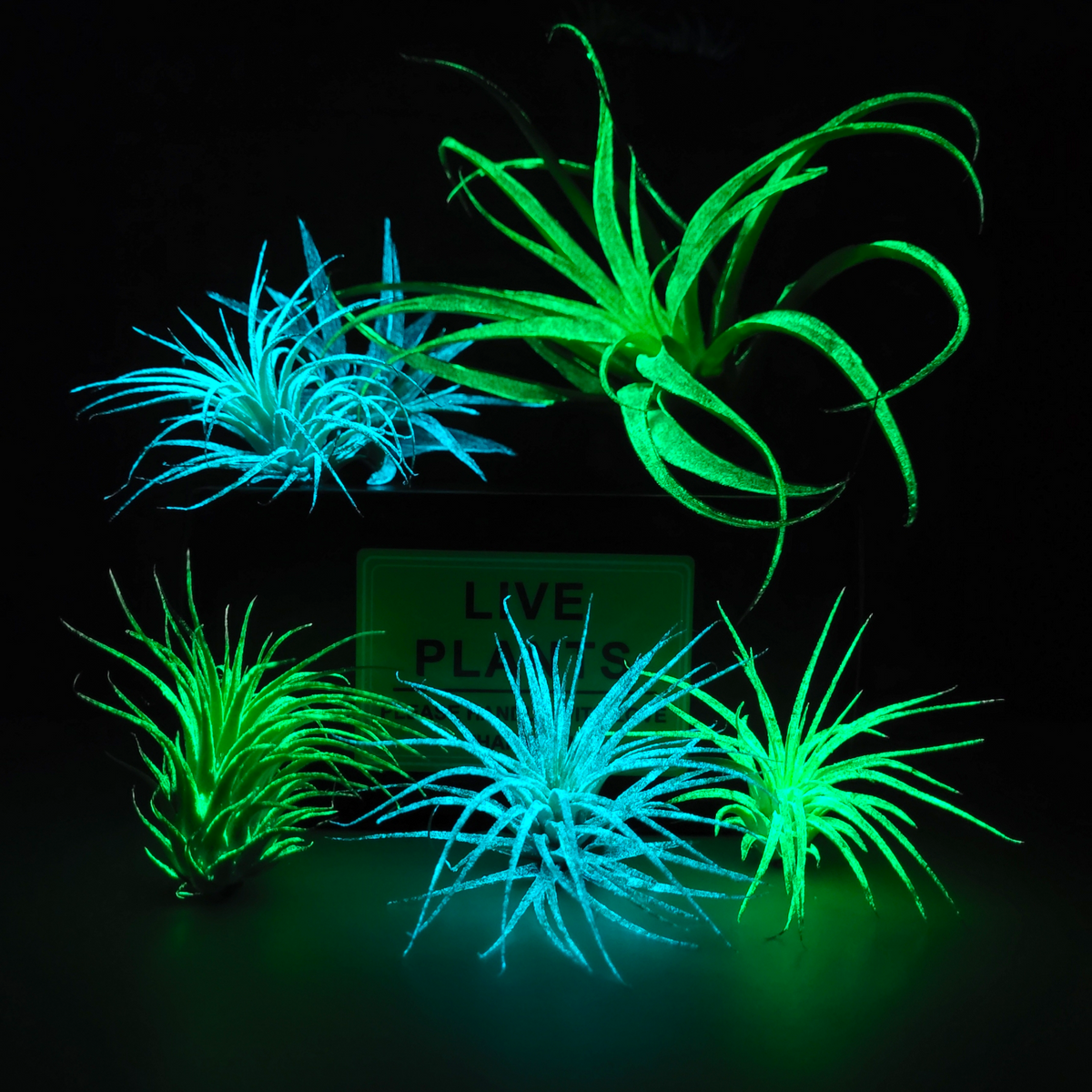 Glow Plant Multi Flora Arrangement – Glow Plant Inc.