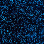 Poche à bec PyroDino - Algues bioluminescentes